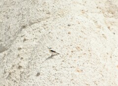 Oenanthe melanoleuca