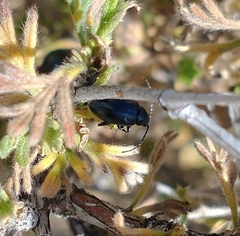 Altica obliterata