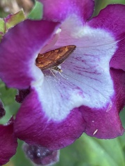 Pyrausta