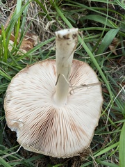 Pluteus
