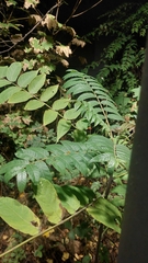 Ailanthus altissima