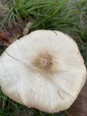 Pluteus