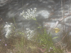 Eupatorium torreyanum