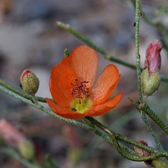 Sphaeralcea digitata