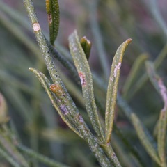 Sphaeralcea digitata