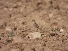 Calandrella brachydactyla