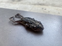 Incilius mazatlanensis