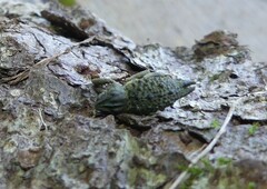 Poropterus ellipticus