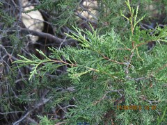 Juniperus thurifera
