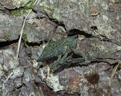 Poropterus ellipticus