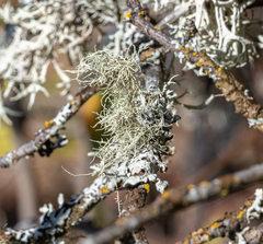 Usnea hirta