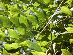 Wisteria frutescens