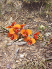 Dillwynia sericea