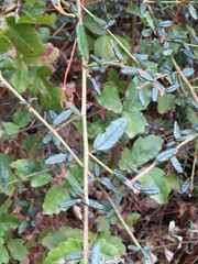 Ceanothus parryi