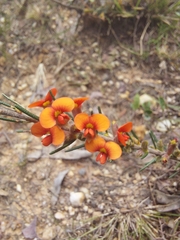 Dillwynia sericea