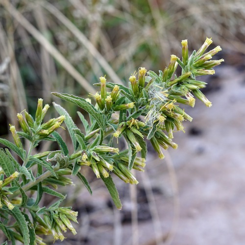 Image of Brickellia lemmonii by (c) Andrew Tree, some rights reserved (CC BY)