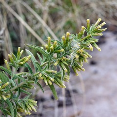 Brickellia lemmonii