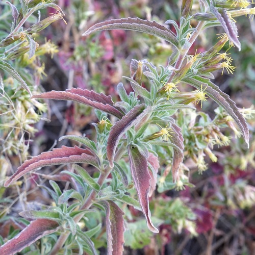 Image of Lemmon's Brickellbush (Brickellia lemmonii) by (c) Andrew Tree, some rights reserved (CC BY)