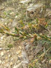 Dillwynia sericea