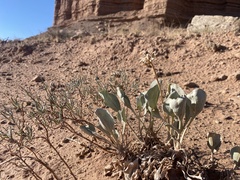 Enceliopsis nudicaulis