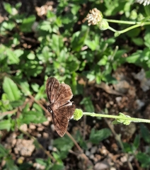 Pyrginae