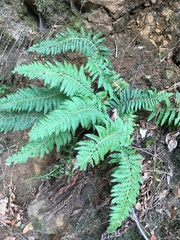 Polystichum californicum