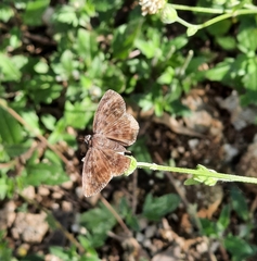 Pyrginae