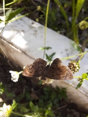 Pyrginae