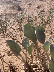 Enceliopsis nudicaulis