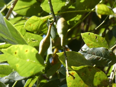 Wisteria frutescens