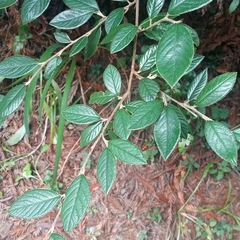 Cotoneaster coriaceus