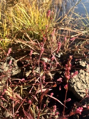 Persicaria minor
