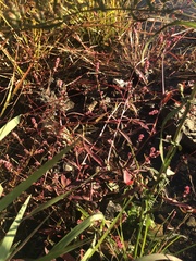 Persicaria minor