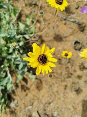 Encelia canescens