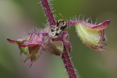 Cochlochila bullita