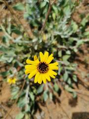 Encelia canescens