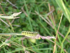 Zygaena filipendulae