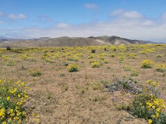 Encelia canescens