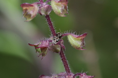 Cochlochila bullita
