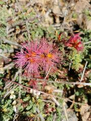 Calliandra chilensis