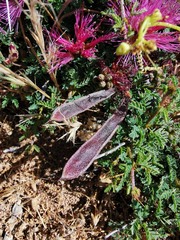 Calliandra chilensis