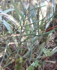 Halocarpus bidwillii