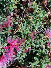 Calliandra chilensis