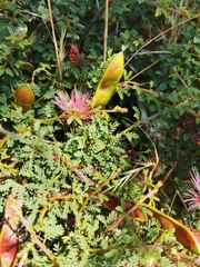 Calliandra chilensis