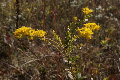 Solidago shortii