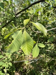 Tabernaemontana tomentosa