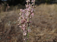 Eriogonum racemosum