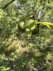 Tabernaemontana tomentosa