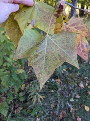 Platanus occidentalis