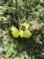 Tabernaemontana tomentosa